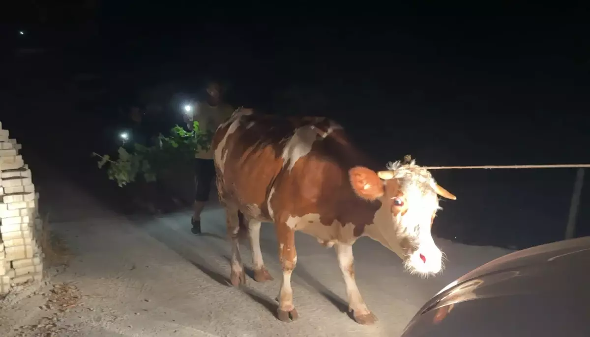 alanyada orman yangini yerlesimler tahliye edildi tY4nEOjy