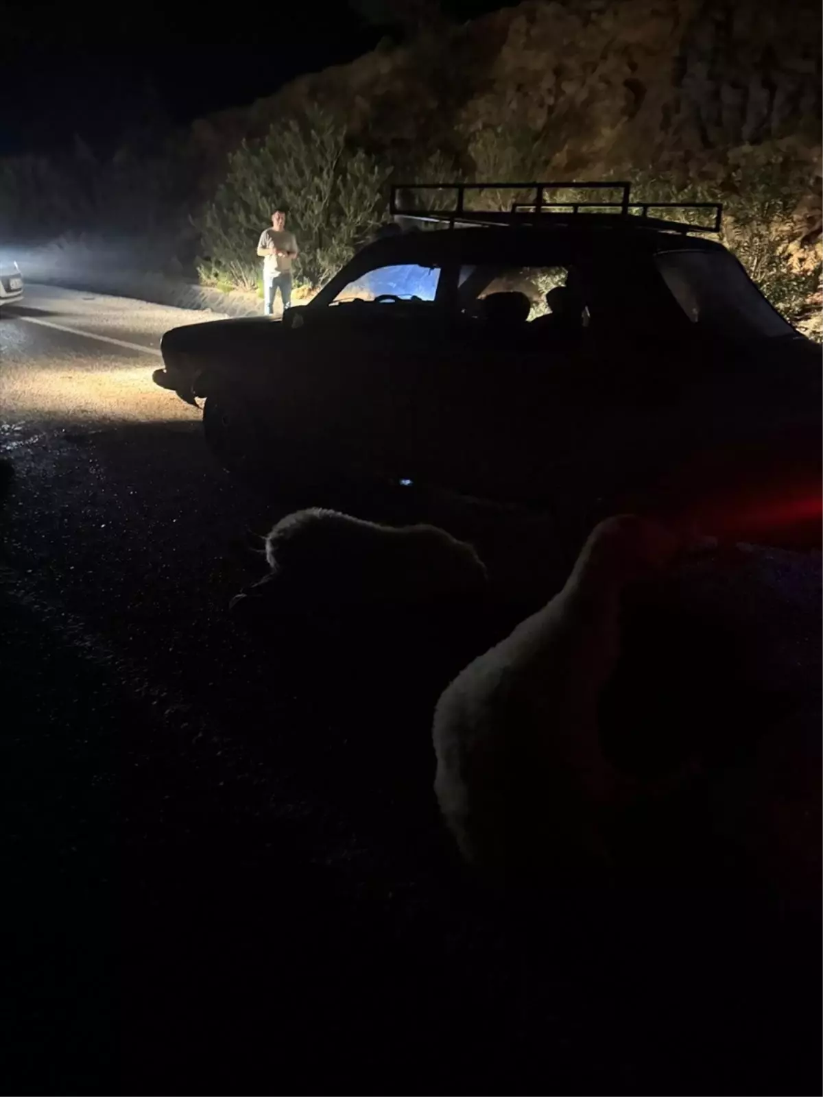 kozanda otomobil koyun surusune carpti vuGQybJp