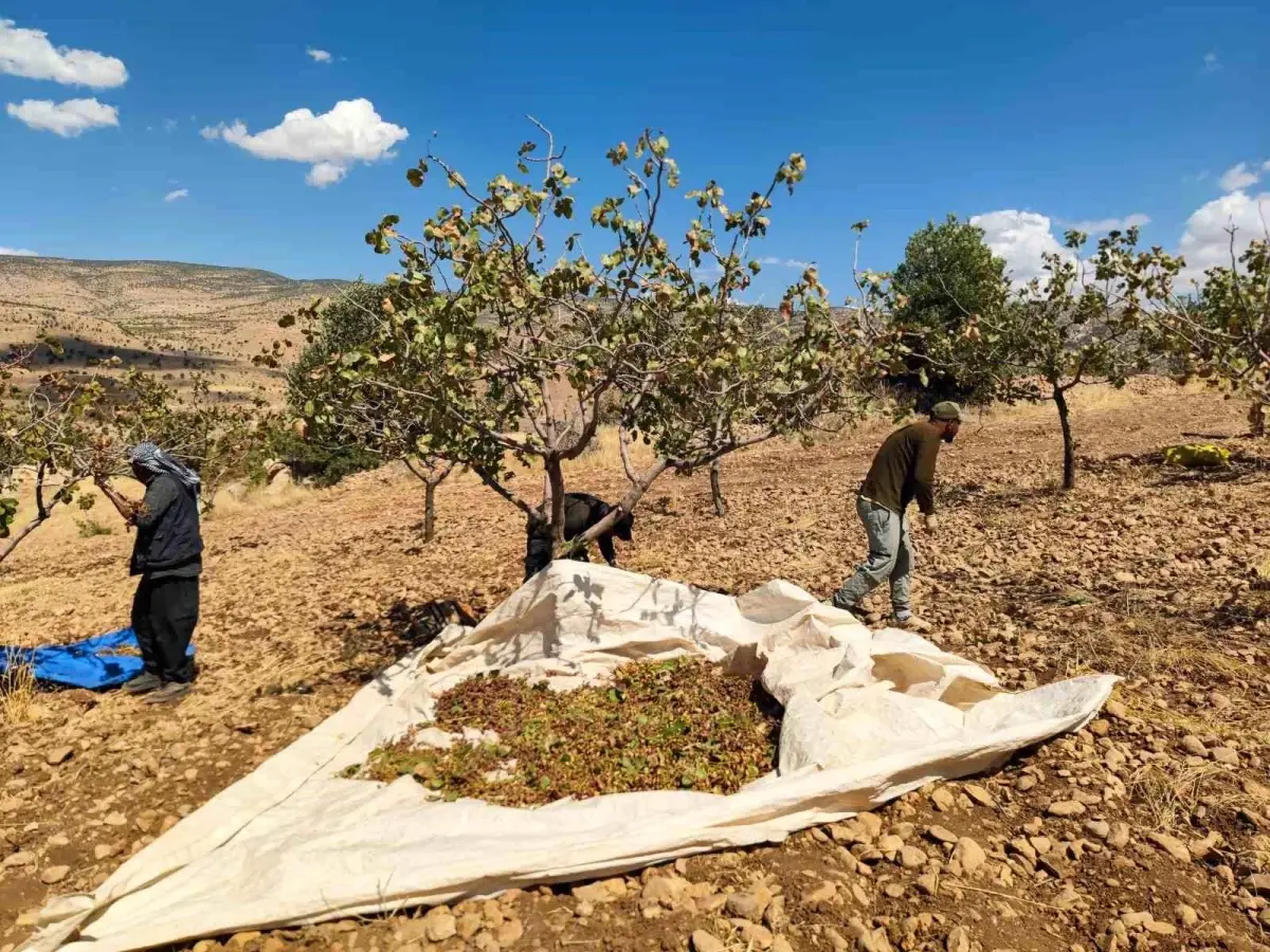 siirt fistik hasadi kuraklikla yuzlesiyor 1linX8qZ