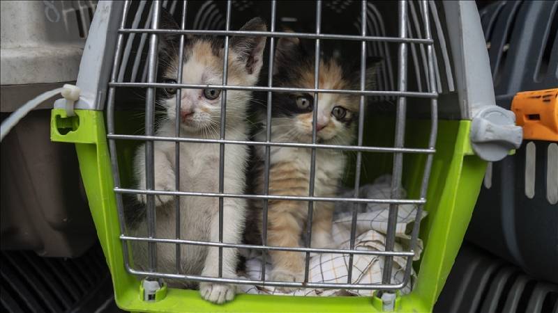 ab mahkemesi ucuslarda evcil hayvani bagaj olarak siniflandirdi pNZ5h1AQ.jpg