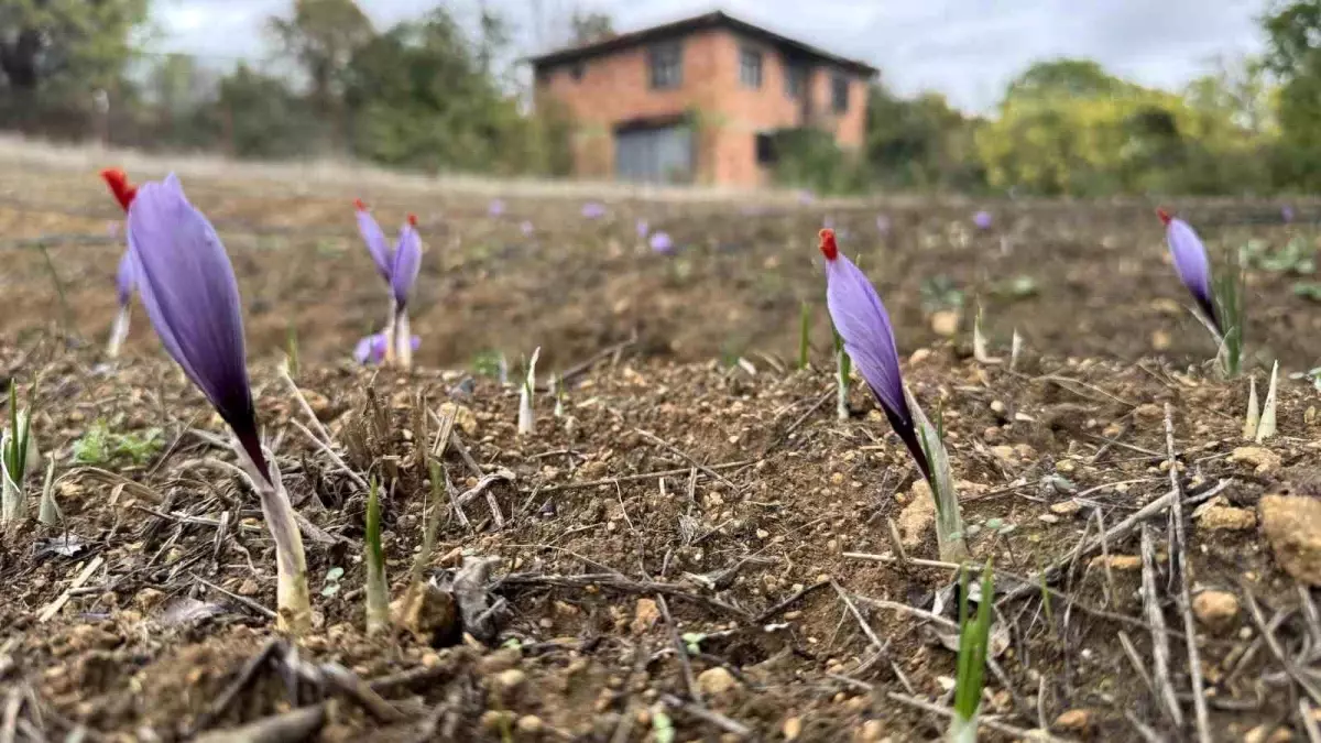karabukte dunyanin en pahali baharati safran erken cicek acti brzUCQzO.jpg