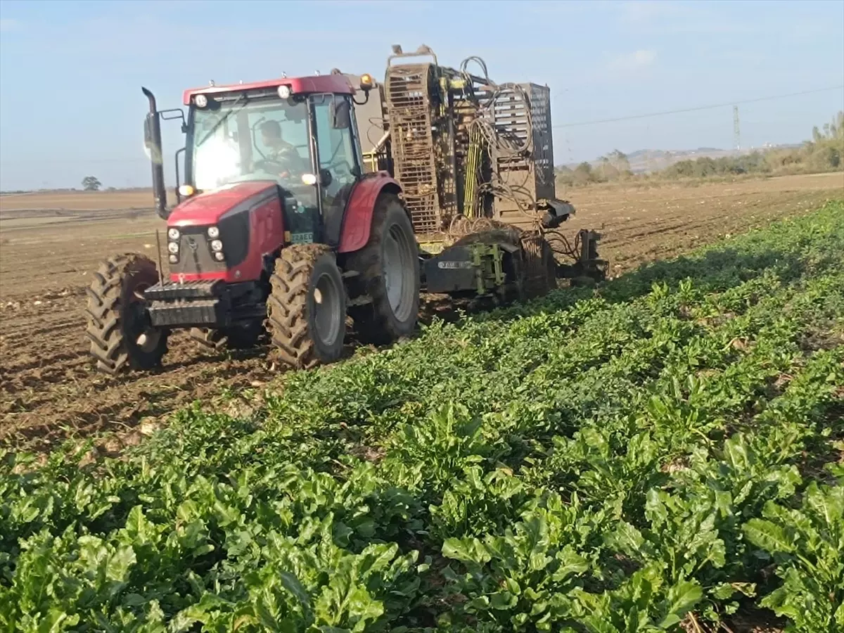 kesanda pancar hasadi devam ediyor E4im2sKY.jpg