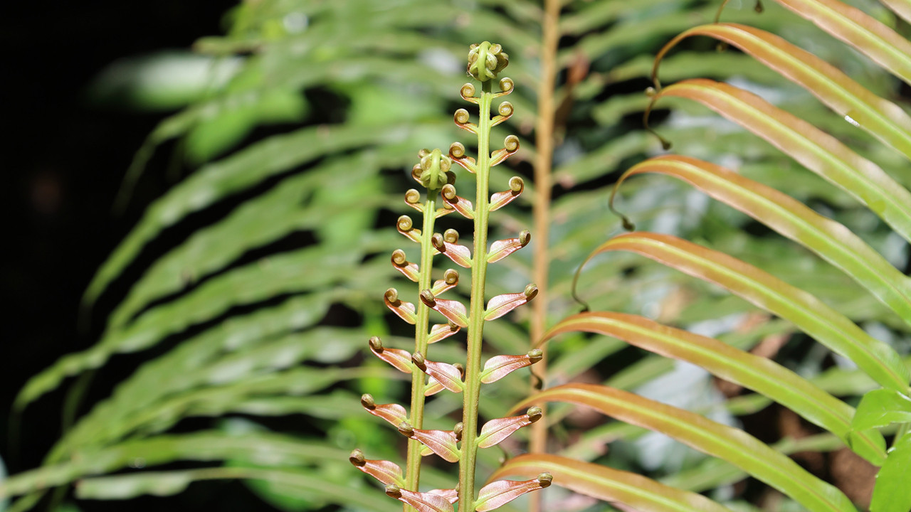 Uğrunda küresel krizler çıkan nadir toprak elementleri, artık ağaçlarda “yetişiyor”
