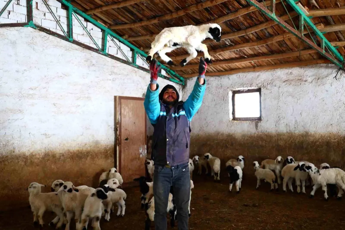 Elazığ’da Kuzulama Dönemi Erken Başladı