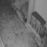 ac-kalan-kurt-indigi-koyde-goruntulendi-QvP3zkmj