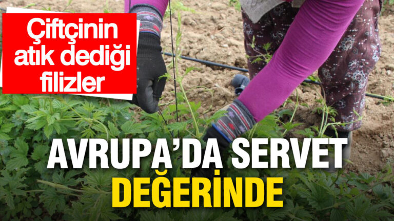 turkiyede-cope-giden-bitkinin-kilosu-avrupada-53-bin-tl-AcDDMrFd