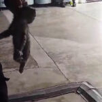 motora-giren-yavru-kedi-kurtarildi-cflkJYXG