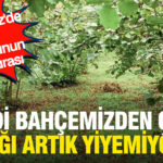Karadenizde altin hucumunun aci faturasi kendi bahcemizden cikan findigi artik yemiyoruz vLO4ZByy